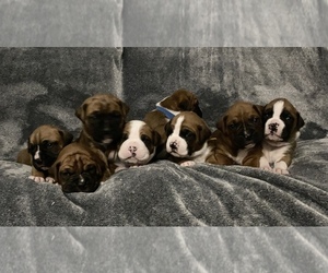 Boxer Litter for sale in WEST COLUMBIA, SC, USA