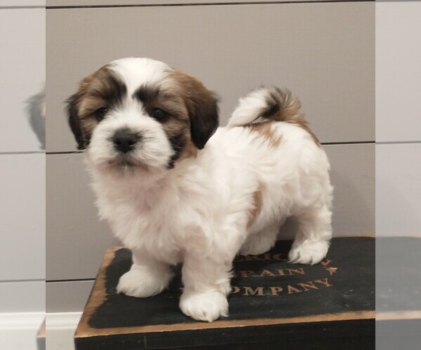 Medium Photo #1 Zuchon Puppy For Sale in NEW YORK MILLS, MN, USA