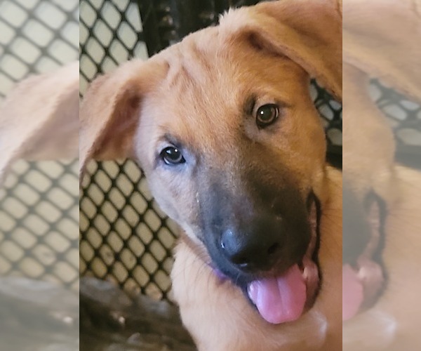 Medium Photo #1 German Shepherd Dog-Malinois Mix Puppy For Sale in TAMPA, FL, USA