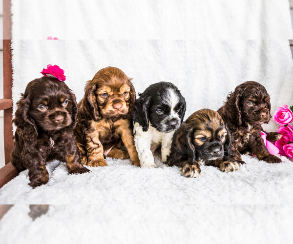 Medium Photo #1 Cocker Spaniel Puppy For Sale in WAKARUSA, IN, USA