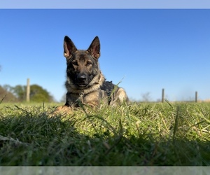German Shepherd Dog Litter for sale in ELKTON, MD, USA