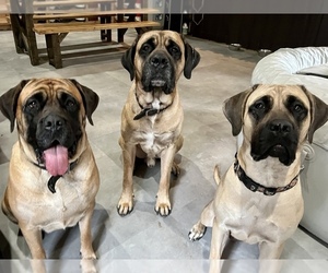 Mastiff Litter for sale in MIDDLE GROVE, NY, USA