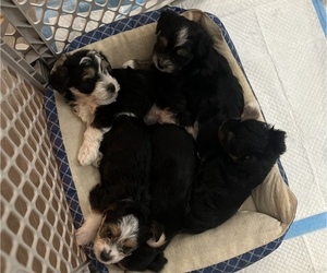 Maltipoo-Yorkshire Terrier Mix Litter for sale in BUFFALO, NY, USA