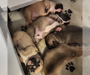 French Bulldog Litter for sale in MORGANTOWN, PA, USA