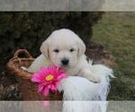Small Photo #1 English Cream Golden Retriever Puppy For Sale in CHERRY TREE, PA, USA
