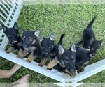 Small Photo #1 German Shepherd Dog Puppy For Sale in CAPE CORAL, FL, USA