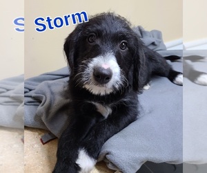 Border Collie-Poodle (Miniature) Mix Litter for sale in MIDDLEBURY, IN, USA