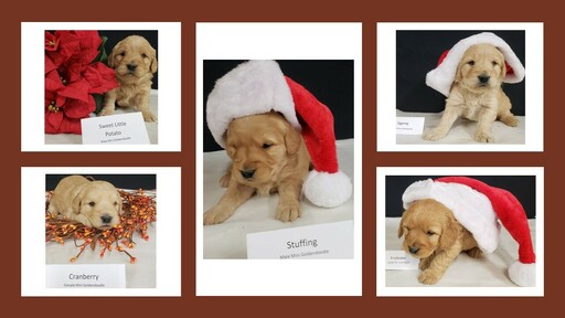 Medium Photo #1 Goldendoodle Puppy For Sale in MILFORD, MI, USA