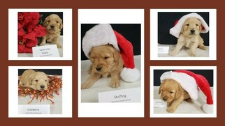 Goldendoodle Litter for sale in MILFORD, MI, USA