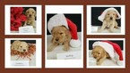 Small Photo #1 Goldendoodle Puppy For Sale in MILFORD, MI, USA