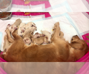 English Cream Golden Retriever Litter for sale in COTTAGE GROVE, MN, USA