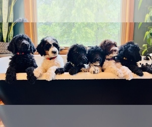 Poodle (Standard) Litter for sale in CALICO ROCK, AR, USA