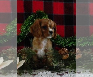Cavalier King Charles Spaniel Litter for sale in CLARE, MI, USA
