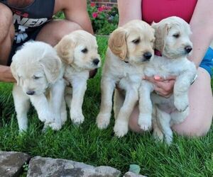 Goldendoodle Litter for sale in LOCUST, NC, USA
