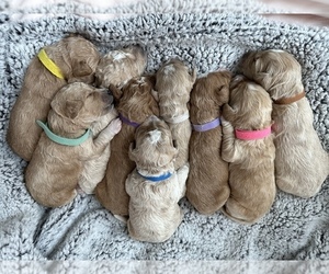 Cock-A-Poo-Goldendoodle Mix Litter for sale in PRENTICE, WI, USA