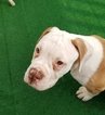 Small Photo #1 American Bulldog Puppy For Sale in BLACKSBURG, VA, USA