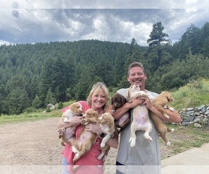 Catahoula Leopard Dog-Poodle (Standard) Mix Litter for sale in THORNTON, CO, USA