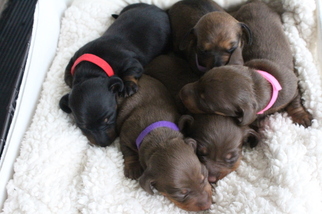 Dachshund Litter for sale in JACK, AL, USA