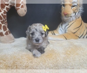 Goldendoodle-Poodle (Toy) Mix Litter for sale in BLACK FOREST, CO, USA
