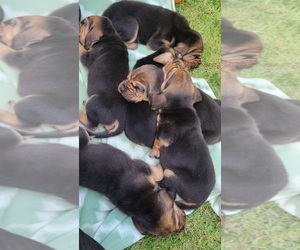 Bloodhound Litter for sale in TOCCOA, GA, USA