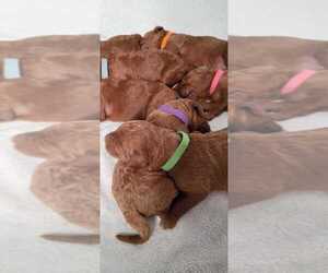 Goldendoodle Litter for sale in CUTLER BAY, FL, USA