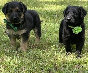 Shepadoodle Litter for sale in MONTICELLO, GA, USA