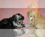 Small Photo #1 Aussie-Poo Puppy For Sale in LINCOLN, AL, USA