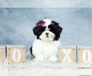 Shih Tzu Litter for sale in WARSAW, IN, USA