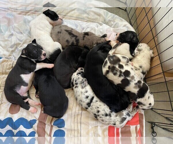 Medium Photo #1 Great Dane Puppy For Sale in NORCO, CA, USA