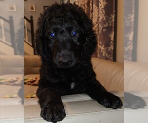 Labradoodle Litter for sale in RALEIGH, NC, USA