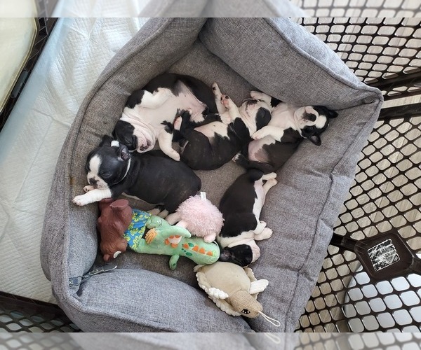 Medium Photo #1 Boston Terrier Puppy For Sale in LAKEWOOD, CA, USA