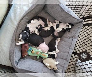 Boston Terrier Litter for sale in LAKEWOOD, CA, USA