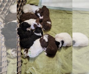 Sheepadoodle Litter for sale in TOCCOA, GA, USA