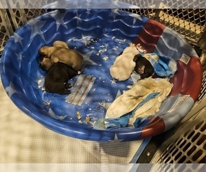 Faux Frenchbo Bulldog Litter for sale in GUILFORD, IN, USA