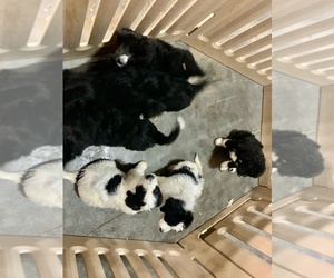 Pyredoodle Litter for sale in CHANDLER HEIGHTS, AZ, USA