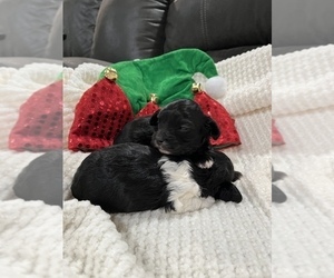 Aussiedoodle Miniature  Litter for sale in GRANDVIEW, TX, USA