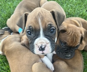 Boxer Litter for sale in MILFORD, IN, USA