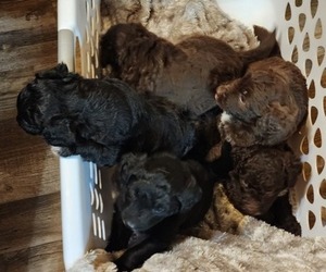 Bordoodle Litter for sale in WHITTIER, NC, USA