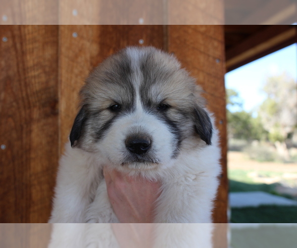 Medium Photo #1 Great Pyrenees Puppy For Sale in MONTICELLO, UT, USA