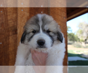 Great Pyrenees Litter for sale in MONTICELLO, UT, USA