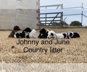 Sheepadoodle Litter for sale in BURNET, TX, USA