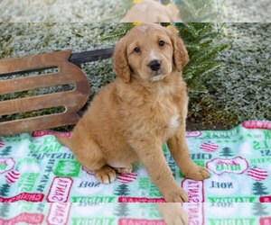 Goldendoodle (Miniature) Litter for sale in SUGARCREEK, OH, USA