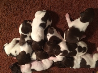 German Shorthaired Pointer Litter for sale in WOODSTOCK, CT, USA