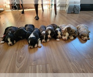 Aussiedoodle Litter for sale in LITHIA, FL, USA