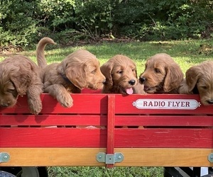 Goldendoodle Litter for sale in ADVANCE, NC, USA