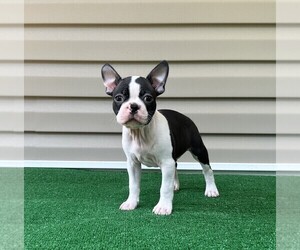 Boston Terrier Litter for sale in MACON, GA, USA