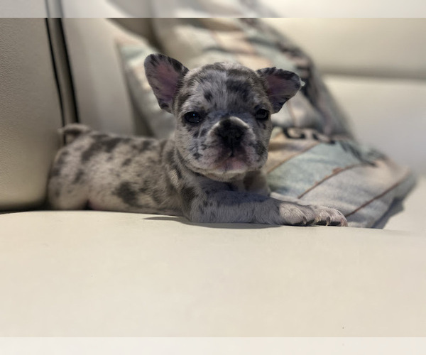 Medium Photo #1 French Bulldog Puppy For Sale in GLENWOOD, NJ, USA