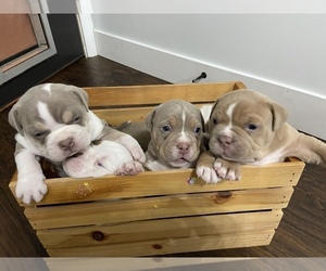 American Bully Litter for sale in BALDWINSVILLE, NY, USA