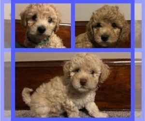 Bichpoo Litter for sale in COYLE, OK, USA