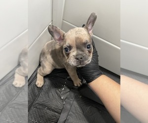 French Bulldog Litter for sale in MONTEREY PARK, CA, USA